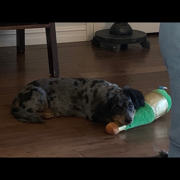 Meet your Posher, Clara - Picture 2 of 9